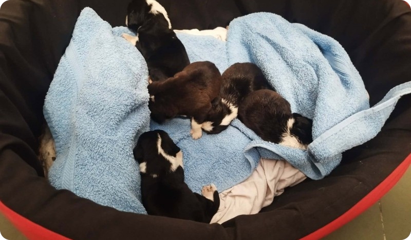 Pet tek rođenih štenaca ostavljeno pred pulskim skloništem-163038
