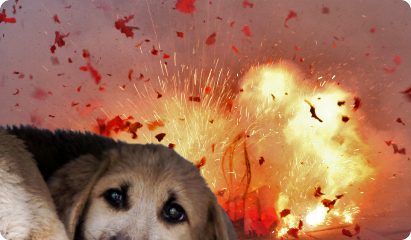 Zakonski apsurd: i danas dozvoljena pucnjava-157600