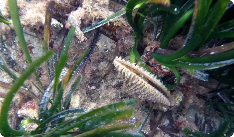 Mara, malo veliko čudo iz medulinskog podmorja-113254