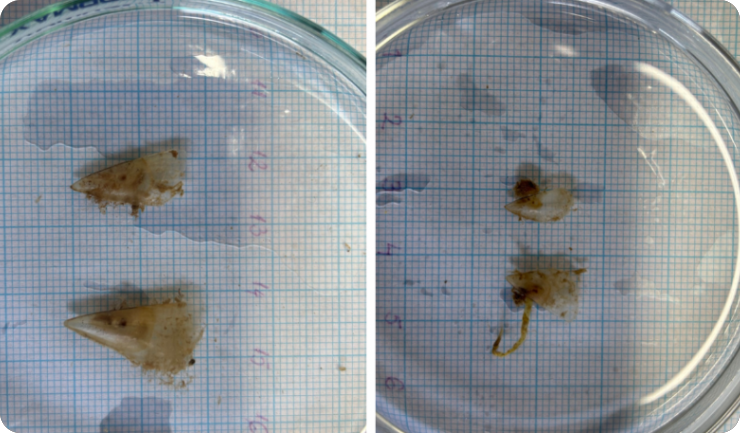 Četiri mlade periske otkrivene kod Poreča-156905