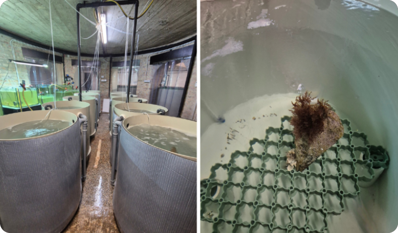 Aquarium Pula postavlja novi standard u uzgoju plemenite periske-143047