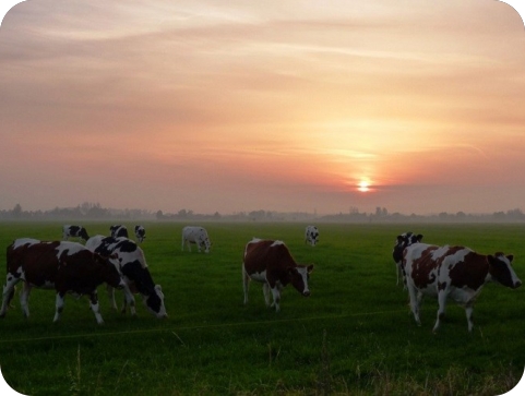 Javni poziv za dodjelu potpore poljoprivredi i ruralnom razvoju Istarske županije-132492