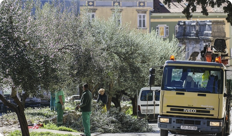 Uklanjaju se suha stabla  u obalnom pojasu Ulice Valdefora-122197