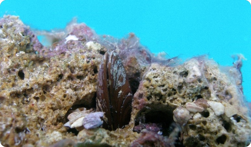 Centar za invazivne vrste Poreč: Koje su zaštićene morske vrste u Jadranu?-137577