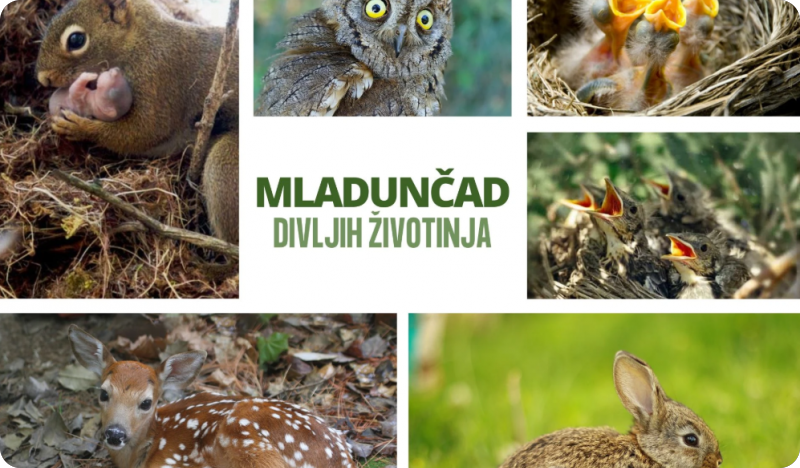 Pronašli ste mladunče u prirodi? Najbolja pomoć često je – ne dirati ga-162338