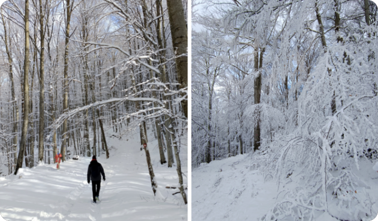 Staza vila Učkarica na Učki pod snijegom - VIDEO-150518