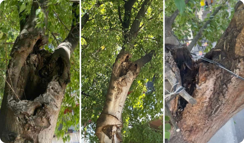 Na Giardinima će danas biti izvršeno hitno uklanjanje opasnih grana-160806