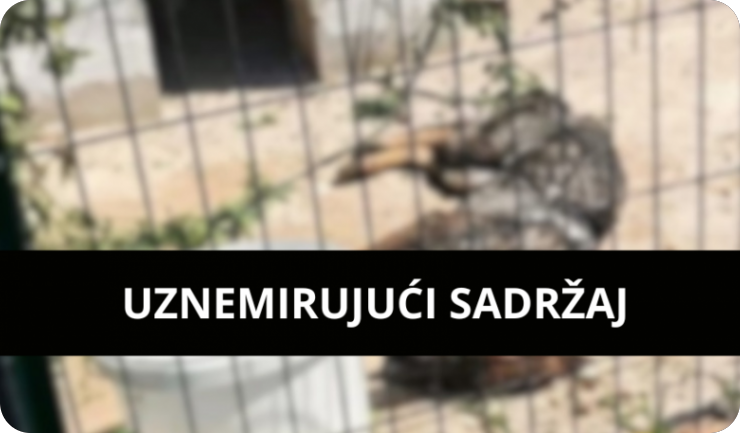 Uhićen 21-godišnjak zbog slučaja zlostavljanja psa u Balama-161144