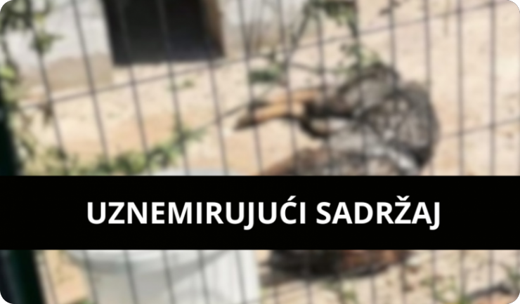 Uznemirujući slučaj u Balama, izgladnjeli pas nestao nakon dolaska službi-161090