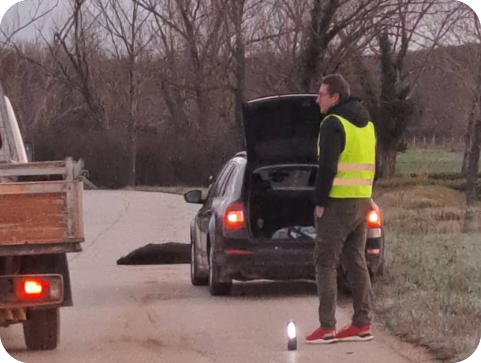 Vozači u Istri imali 17 sudara s divljači proteklog vikenda-157075