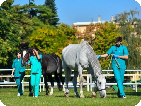 Najveći europski veterinarski stručnjaci okupljaju se u Puli-130792