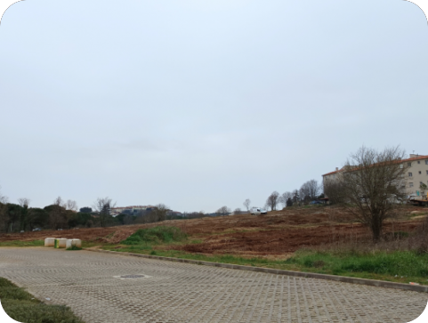 Što se gradi kod Decathlona i Harvey Normana? Grad Pula otkriva - urbani maslinici-158701