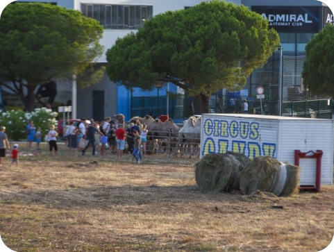 Grad Pula neće dati dozvolu za održavanje cirkusa, ali…-138491