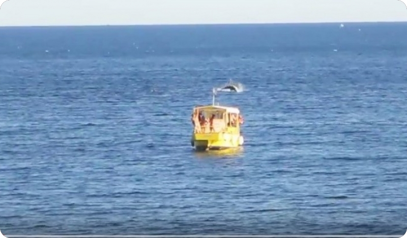 Čaroban ples delfina u moru kod Kampa Stoja - VIDEO-60691