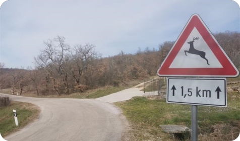 Na području Istre u posljednja dva dana zabilježeno je šest naleta na divljač-158228