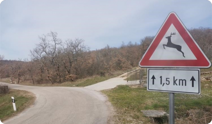 Na području Istre u posljednja dva dana zabilježeno je šest naleta na divljač-158228
