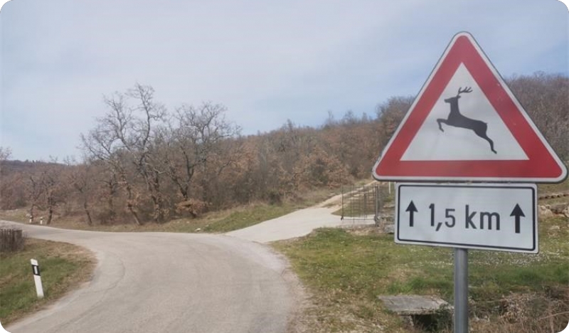 Na području Istre u posljednja dva dana zabilježeno je šest naleta na divljač-158228