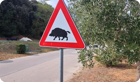 Prevelik broj divljih svinja i čagljeva oko Vodnjana, uvodi se večernji lov do početka prosinca-156597