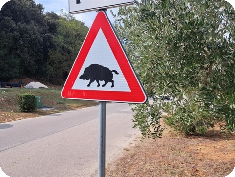 Na području Istre u dva dana evidentirana četiri naleta na divljač-157511