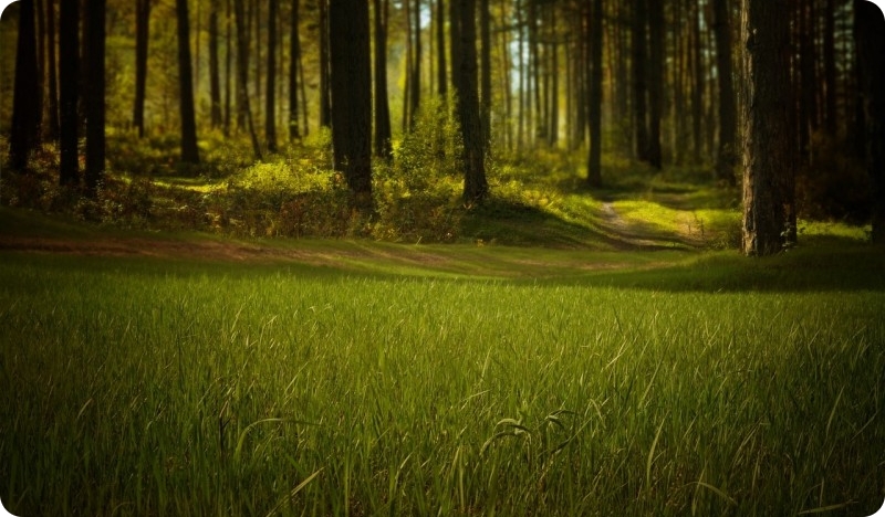 Upozorenje za Pulu i okolicu: Jesenja grinja napada, rast broja alergijskih reakcija-146796