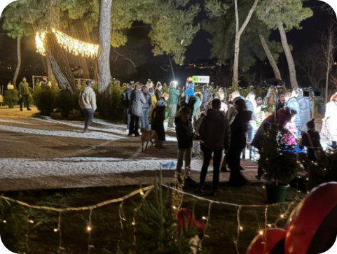 Veliko zanimanje za živa božićna drvca na Valmadama - osigurajte svoje na vrijeme-156922