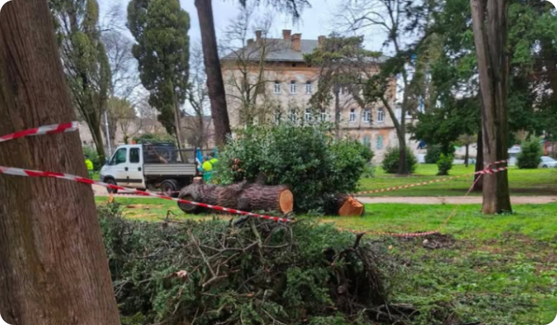 Građani poslali fotografije sječe, Herculanea odgovara: Nema uklanjanja zdravih stabala-158661