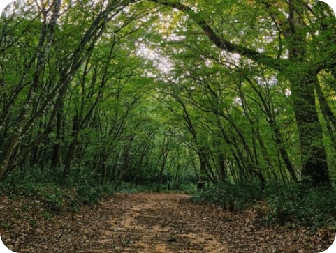 Šetnja kod Poreča otkrila puškomitraljez sa streljivom. Što da je naišlo dijete?-156754