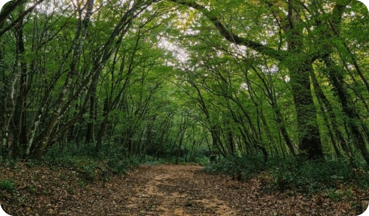 Šetnja kod Poreča otkrila puškomitraljez sa streljivom. Što da je naišlo dijete?-156754