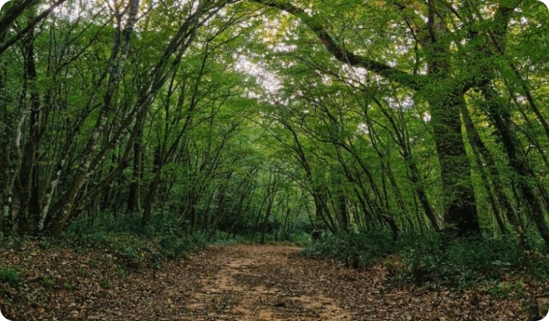Šetnja kod Poreča otkrila puškomitraljez sa streljivom. Što da je naišlo dijete?-156754