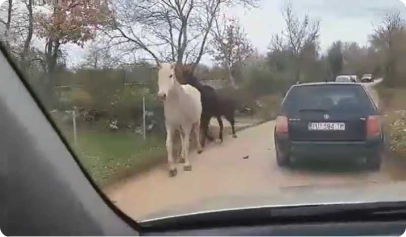 Vozači oprez: Konji na cesti Tar - Novigrad-125838