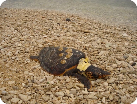 Uginula kornjača na plaži ‘‘Adriatic’’ u Umagu-63225