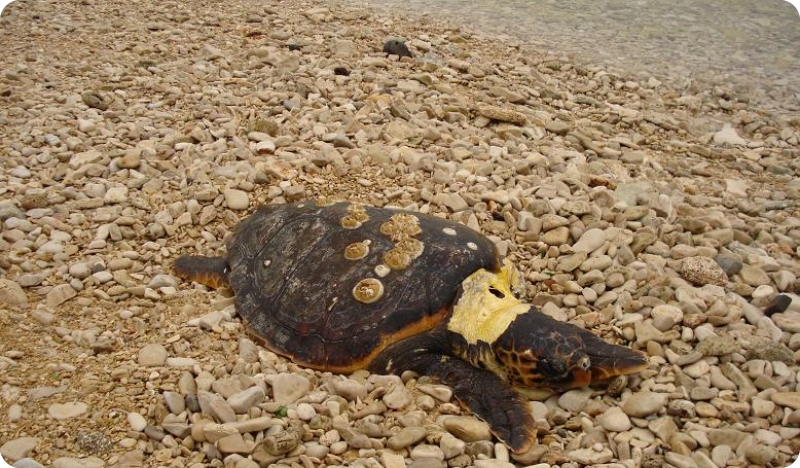 Uginula kornjača na plaži ‘‘Adriatic’’ u Umagu-63225