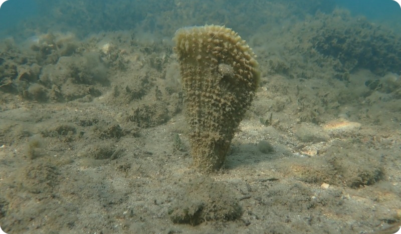 U Funtani pronađena živa plemenita periska Lily Marija-154939
