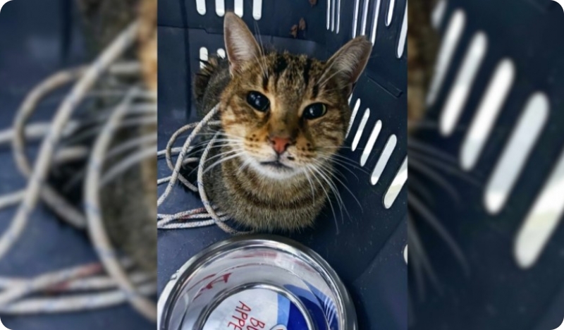 Spašena maca koja je tri dana bila zaglavljena u dimnjaku-140824