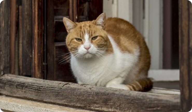 Besplatna sterilizacija mačaka u Puli. Sklonište poziva građane na suradnju!-156428