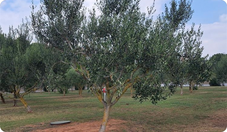 Edukativno predavanje o maslinarstvu i samoniklom bilju u Labinu-159874