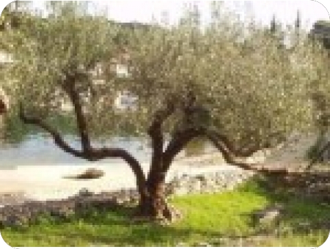 325.430 sadnica za nove maslinike-4175