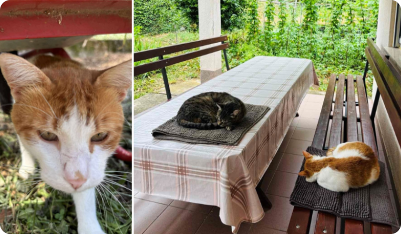 Cijela Pula ga je tražila: mačak Fredi nakon dva mjeseca ponovno doma-158038