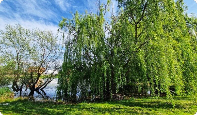 Općina Medulin kupila zemljišta oko Medulinske lokve: ‘’Želimo sačuvati ovaj vrijedan ekosustav i zelenu oazu Medulina’’-156417