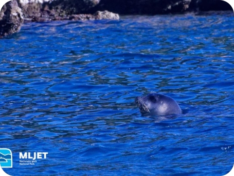 Sredozemna medvjedica uočena u akvatoriju NP Mljet!-125521