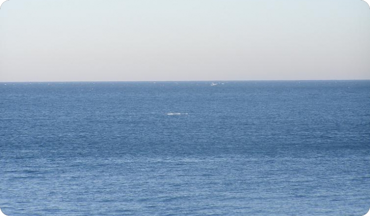 Debla veličine 12 metara plutaju uz zapadnu obalu Istre-53913