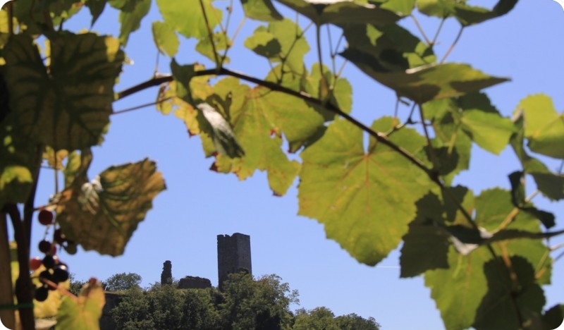 Martinje u Momjanu: Počastite svoja nepca bogatim okusima vinskih kapljica-131849