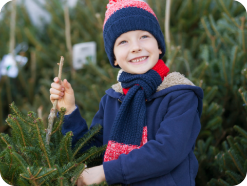 Pula: Unajmite živo božićno drvce i čuvajte prirodu-156853