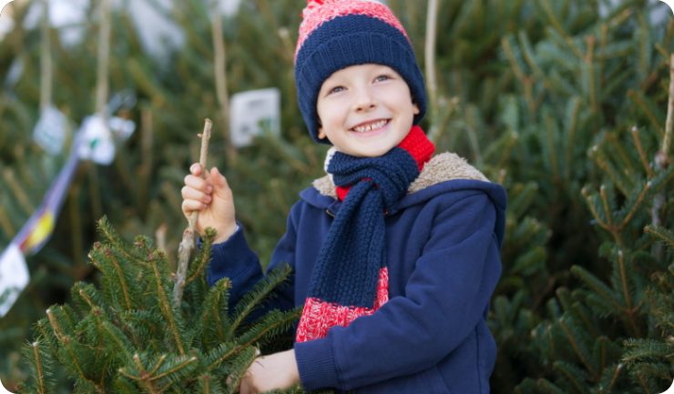 Pula: Unajmite živo božićno drvce i čuvajte prirodu-156853