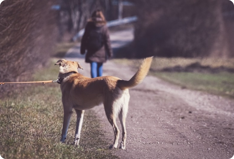 Više od 10 tisuća pasa godišnje završi bez doma-159611