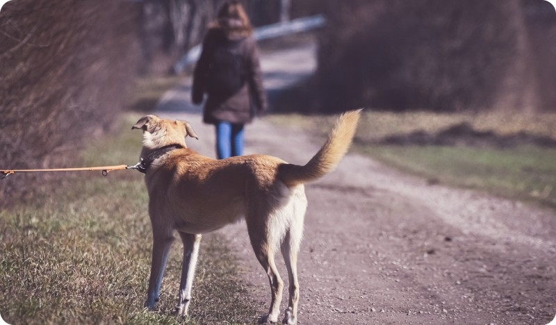 Više od 10 tisuća pasa godišnje završi bez doma-159611
