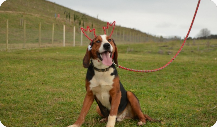 Psi i mačke udruge Fido zvijezde humanitarne izložbe “Novogodišnje njuškice”-157623