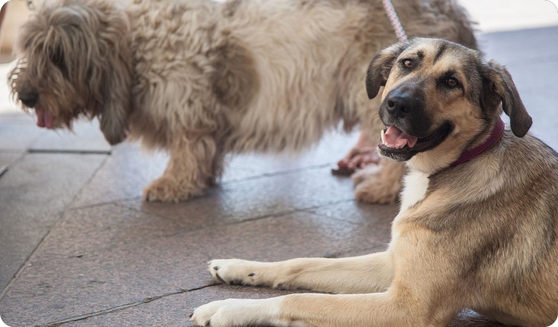 Objavljen popis najpopularnijih pasmina pasa u Hrvatskoj-114035