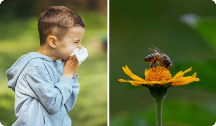 Podaci iz Istre otkrivaju - sezona alergija počinje sve ranije, peludi sve više-159503