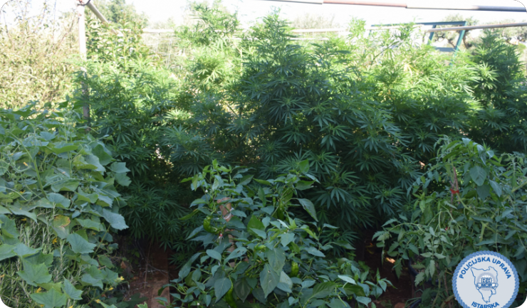 Policija prijavila ‘‘poljoprivrednika’’ zbog uzgoja indijske konoplje-154851
